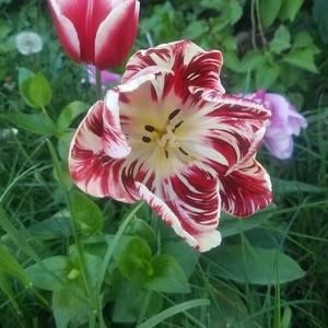 Meet your Posher, Forest